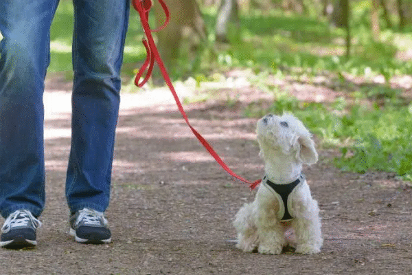 Walk Your Dog Month 2025: 7 Vet-Approved Activities to Boost Bonding & Health