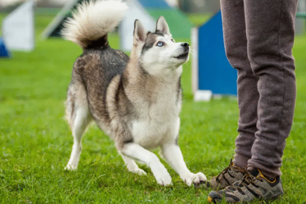 Why Do Dogs Chase People? 2025 Vet-Approved Triggers & 3 Proven Fixes (Free Safety Guide)