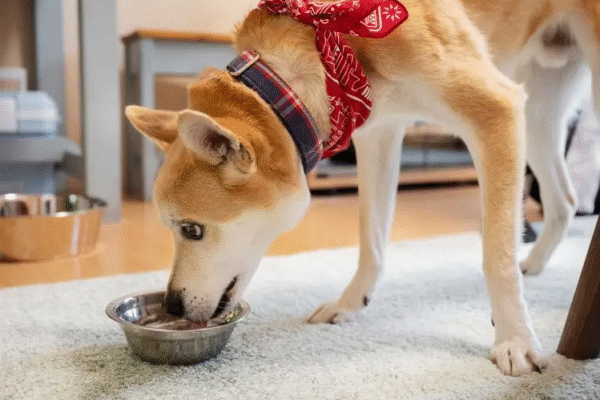 2025 Dog Food Savings Guide: 4 Vet-Approved Hacks to Cut Costs Without Compromising Nutrition