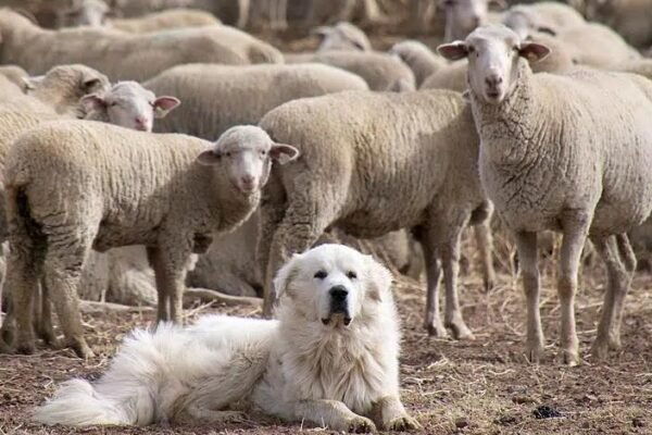 How to Train a Herding Dog: 5 Proven Steps & Breed-Specific Tips