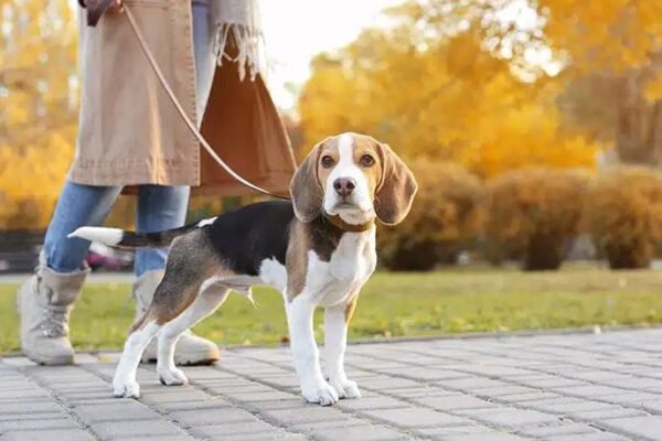 8 Heartfelt Life Lessons from Dog Walking: How My Pup Taught Me About Love & Growth