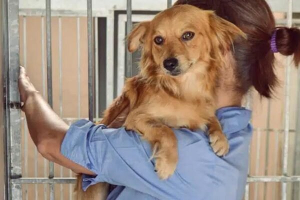Foster Fail Explained: Heartwarming Adoption Stories, Vet-Approved Facts & Shelter Pet Realities