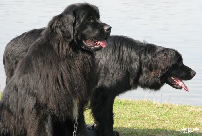 Newfoundlands