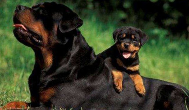 Rottweiler