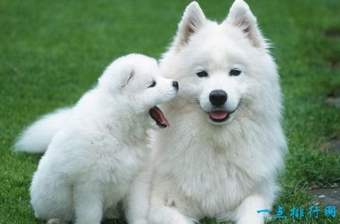 Samoyed, one of the most expensive dogs in the world