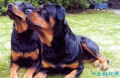 Rottweiler, one of the most expensive dogs in the world