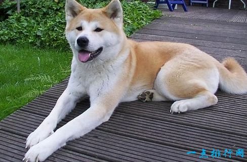 Akita Inu is one of the most expensive dogs in the world