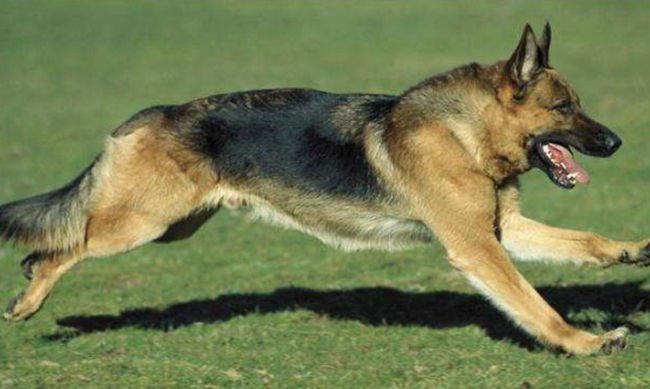 German Shepherd Dog