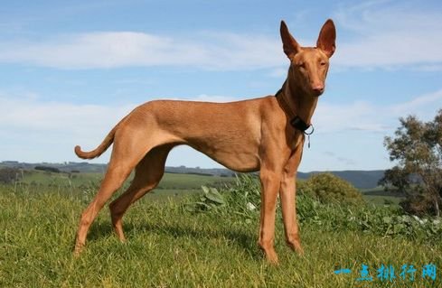 The Pharaoh Hound is one of the most expensive dogs in the world