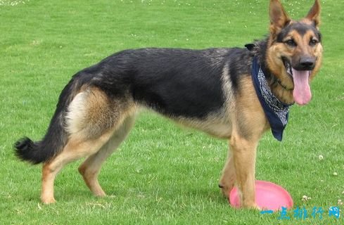 German Shepherd, one of the most expensive dogs in the world