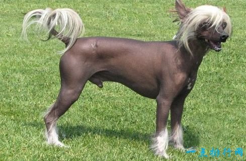 One of the most expensive dogs in the world: Chinese Crested Dog