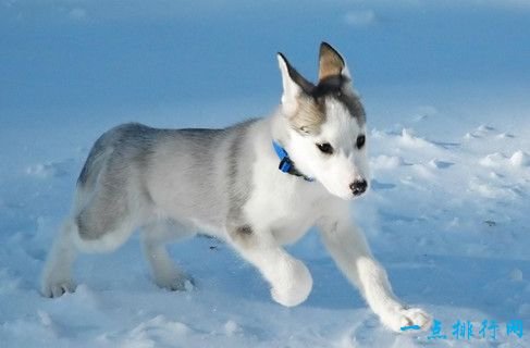 One of the most expensive dogs in the world: the Canadian Eskimo Dog