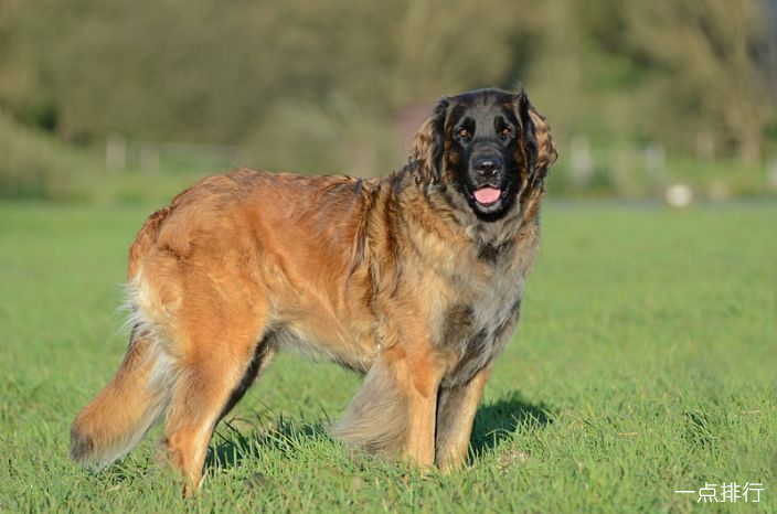 Leonberger