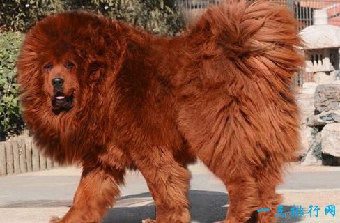 Tibetan Mastiff, one of the most expensive dogs in the world